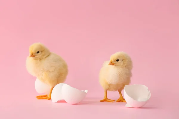 Cute Hatched Chicks Color Background — Stock Photo, Image