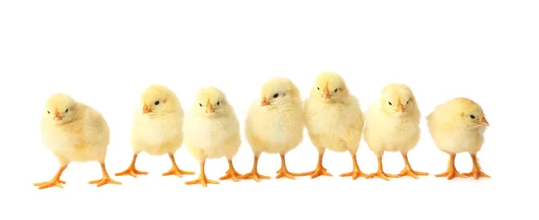 Cute Hatched Chicks Light Background — Stock Photo, Image