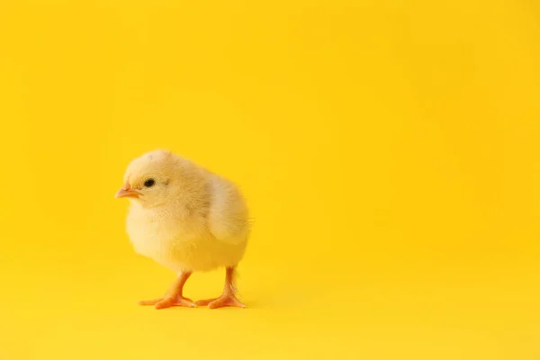 Cute Little Chick Color Background — Stock Photo, Image