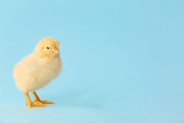 Cute Little Chick Color Background — Stock Photo, Image