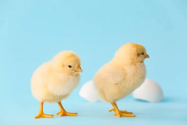 Renkli Arka Planda Yumurtadan Çıkan Tatlı Piliçler — Stok fotoğraf