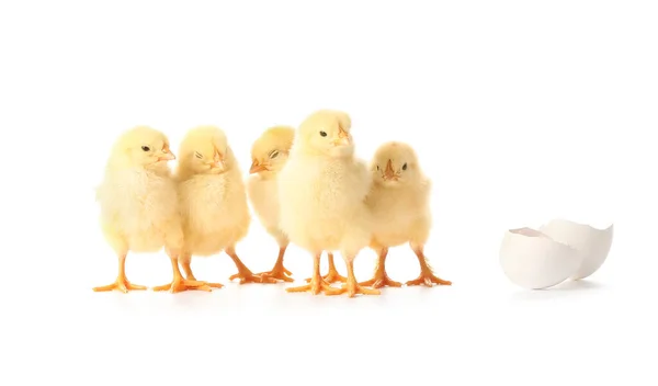 Mignonnes Poussins Éclos Sur Fond Blanc — Photo