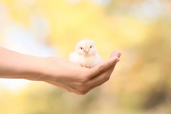 Vrouw Met Schattig Chick Buiten — Stockfoto