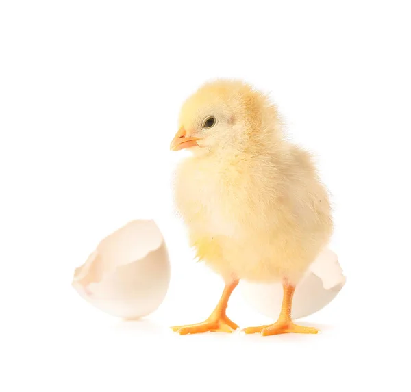 Cute Hatched Chick White Background — Stock Photo, Image