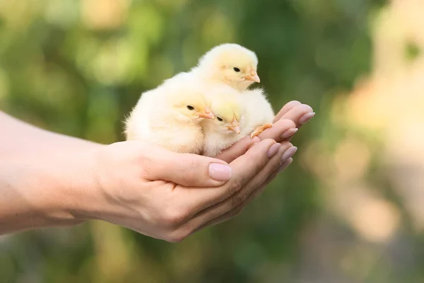 Vrouw Met Schattig Kuikens Buiten — Stockfoto