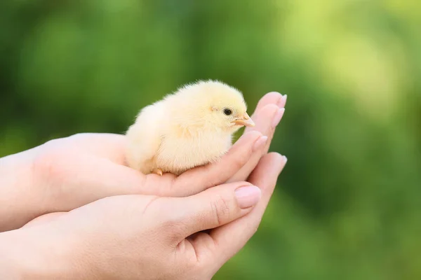 Femme Avec Poussin Mignon Plein Air — Photo