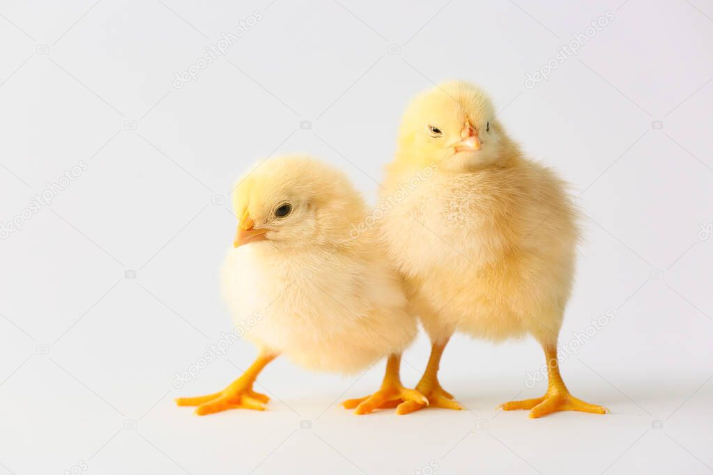 Cute hatched chicks on light background