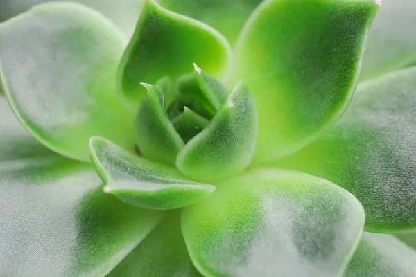 Vista Del Verde Succulento Primo Piano — Foto Stock