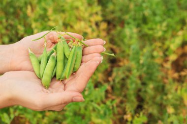 Bahçesinde taze taze taze bezelye olan çiftçi.