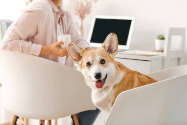 Evde çalışan sevimli Corgi köpeği olan bir kadın.