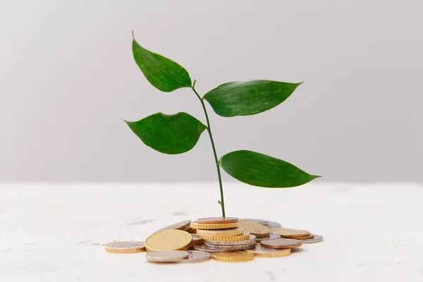 Young Plant Coins Table Concept Pension — Stock Photo, Image