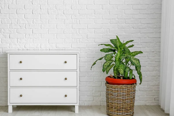 Commode Moderne Plante Intérieur Près Mur Briques Dans Chambre — Photo