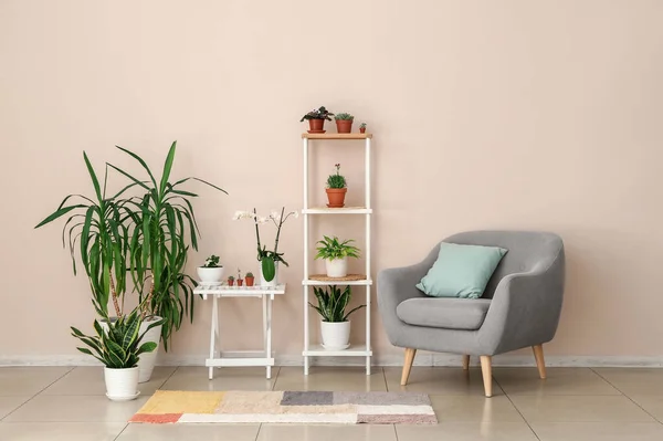 Stylish Interior Room Green Houseplants — Stock Photo, Image