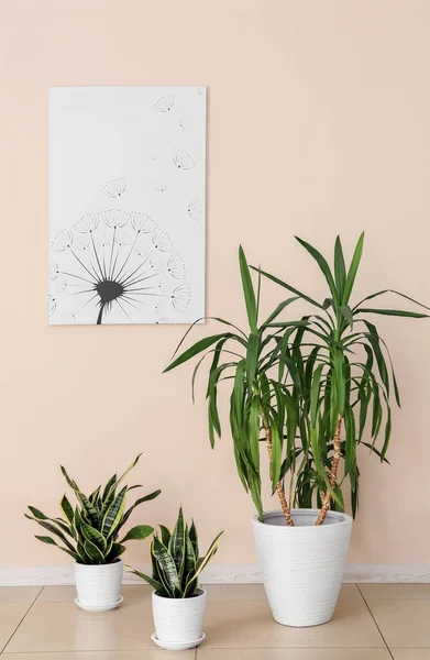 Green Houseplants Light Wall Room — Stock Photo, Image