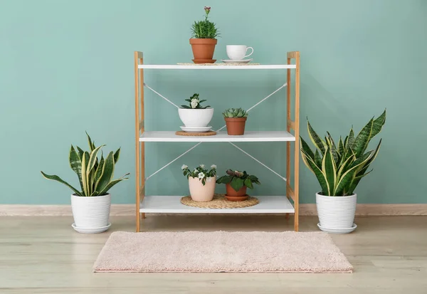 Unidade Prateleira Com Plantas Sala Verdes Perto Parede Cor Quarto — Fotografia de Stock