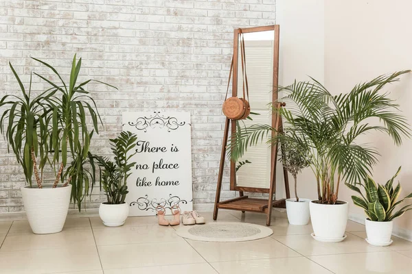 Stylish Interior Room Green Houseplants Mirror — Stock Photo, Image