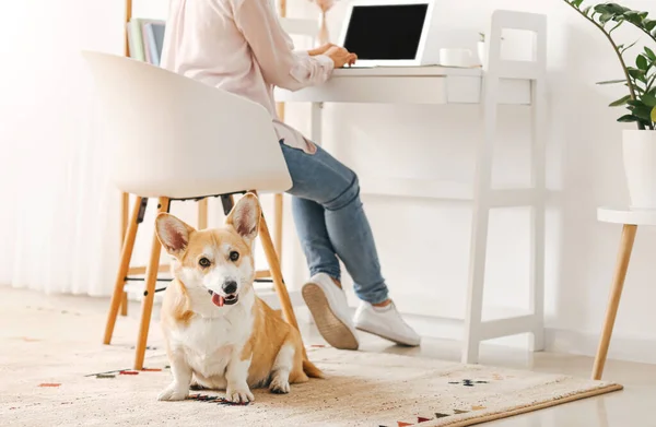 Woman Cute Corgi Dog Working Home — Stock Photo, Image