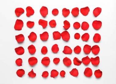 Beyaz arka planda güzel gül yaprakları