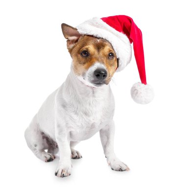 Beyaz arka planda Noel Baba şapkalı sevimli bir köpek.