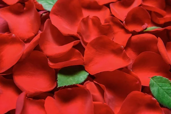 Beautiful Rose Petals Background — Stock Photo, Image