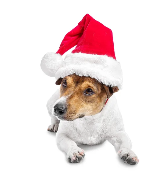 Симпатичный Смешной Пёс Шляпе Санты Белом Фоне — стоковое фото