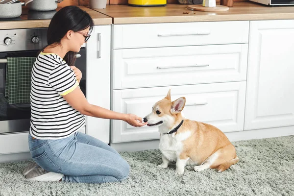 Woman Cute Corgi Dog Kitchen Home — Stock Photo, Image