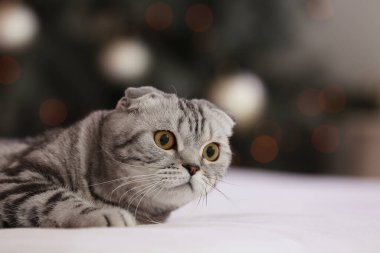 Noel arifesinde evde sevimli komik bir kedi.