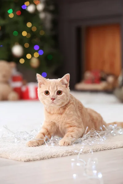 크리스마스 집에서의 귀여운 고양이 — 스톡 사진