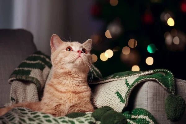 Niedliche Lustige Katze Hause Heiligabend — Stockfoto