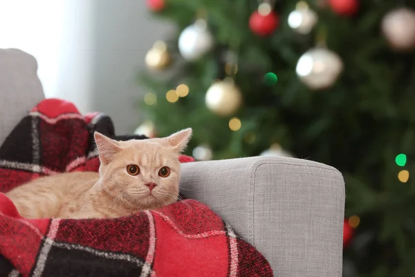 Niedliche Lustige Katze Hause Heiligabend — Stockfoto