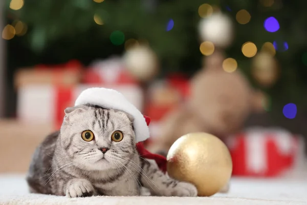 Cute Zabawny Kot Santa Kapelusz Domu Wigilię — Zdjęcie stockowe