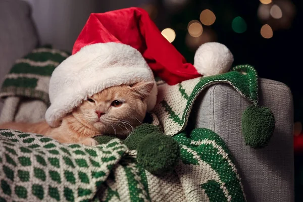 Cute Zabawny Kot Santa Kapelusz Domu Wigilię — Zdjęcie stockowe