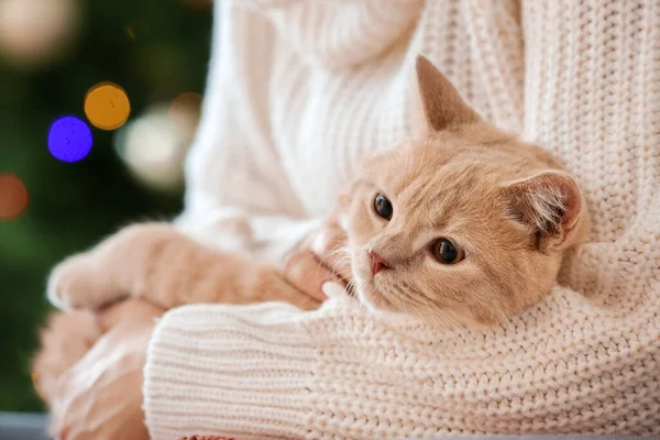 Cute Funny Cat Owner Home Christmas Eve — Stock Photo, Image