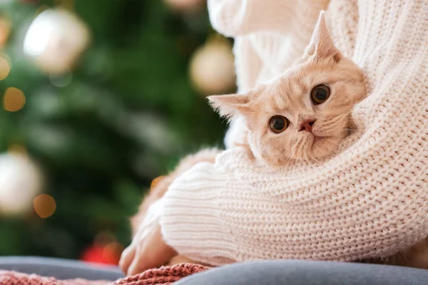 かわいいです面白い猫とともに所有者とともに自宅でクリスマス前夜 — ストック写真