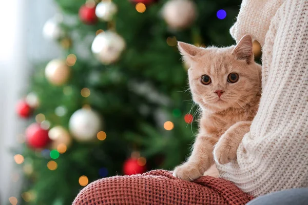 Niedliche Lustige Katze Mit Besitzer Hause Heiligabend — Stockfoto