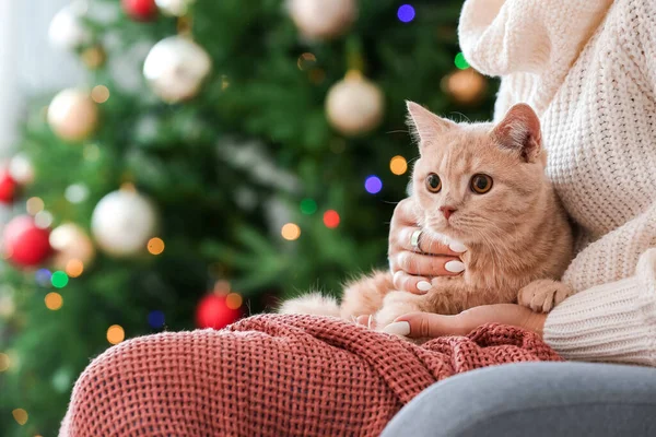 Niedliche Lustige Katze Mit Besitzer Hause Heiligabend — Stockfoto