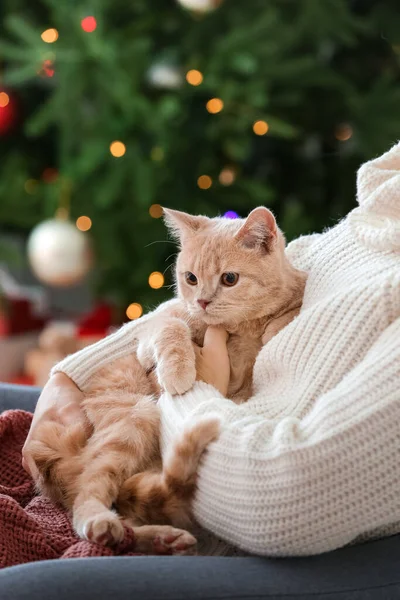 Niedliche Lustige Katze Mit Besitzer Hause Heiligabend — Stockfoto