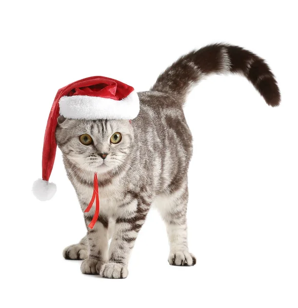 Roztomilý Legrační Kočka Santa Klobouk Bílém Pozadí — Stock fotografie