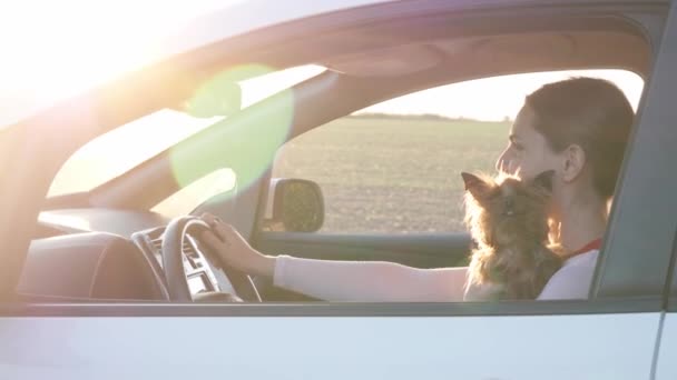 Красива Жінка Милою Собакою Кермом Сучасної Машини — стокове відео