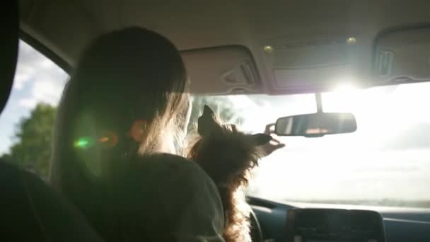 Belle Femme Avec Chien Mignon Assis Dans Une Voiture Moderne — Video