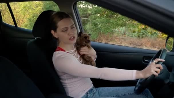 Femeie Frumoasă Câine Drăguț Conducere Mașină Modernă — Videoclip de stoc