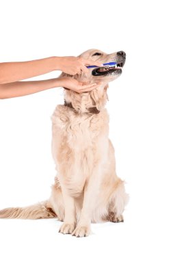 Beyaz arka planda şirin köpeklerin dişlerini fırçalayan sahibi