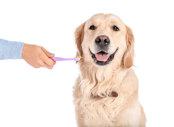 Owner Brushing Teeth Cute Dog White Background — Stock Photo, Image