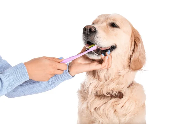 Owner Brushing Teeth Cute Dog White Background — Stock Photo, Image