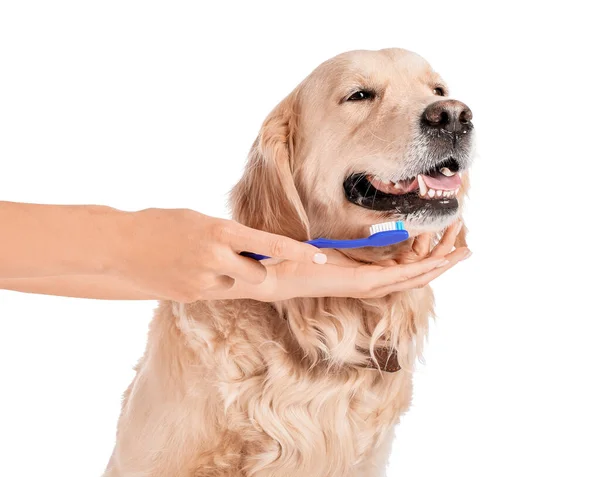 Ägare Borsta Tänderna Söt Hund Vit Bakgrund — Stockfoto