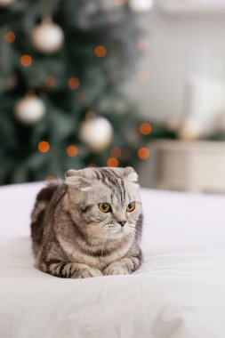 Noel arifesinde evde sevimli komik bir kedi.