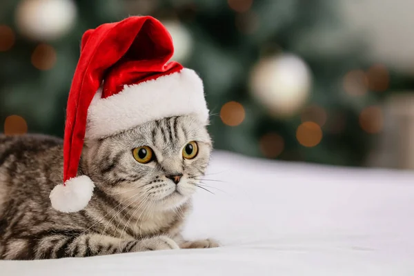 Cute Funny Cat Santa Hat Home Christmas Eve — Stock Photo, Image