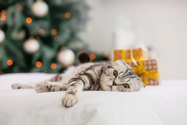 かわいいです面白い猫ホームオンクリスマスEve — ストック写真