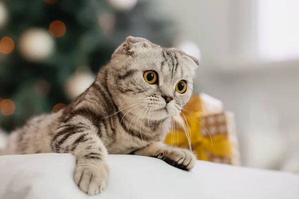 Cute Funny Cat Home Christmas Eve — Stock Photo, Image