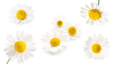 Beyaz arka planda taze papatya çiçekleri